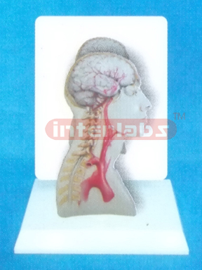 DESK-TYPE, HEAD & NECK MODEL FORMAIN ARTERY DISTRIBUTION WITH DESCRIPTION PLATE